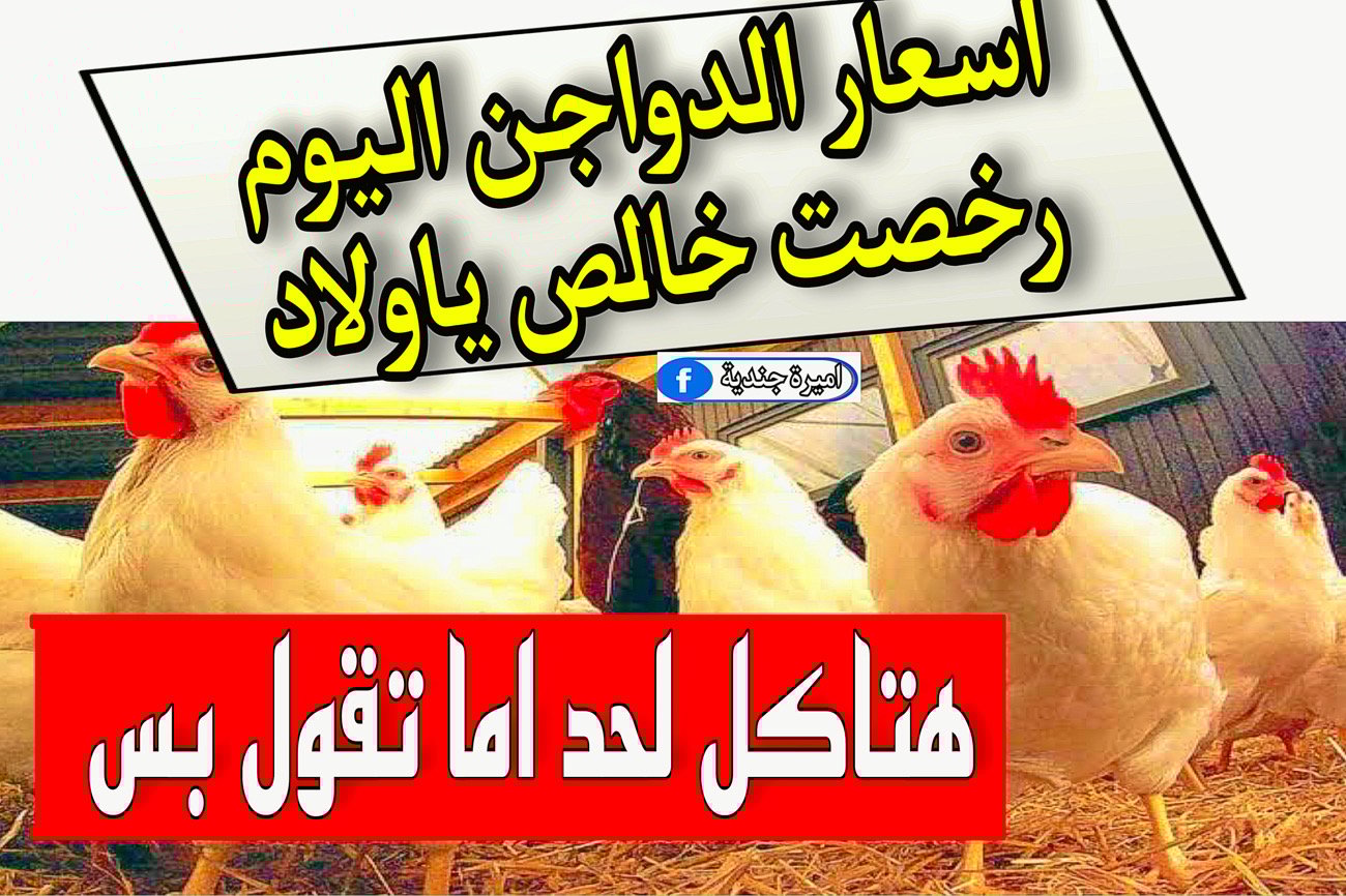 أسعار-الدواجن-اليوم-الاثنين-4-ديسمبر-2023-للمستهلك-|-ما-هي-أسعار-الدجاج-في-البورصة-اليوم؟